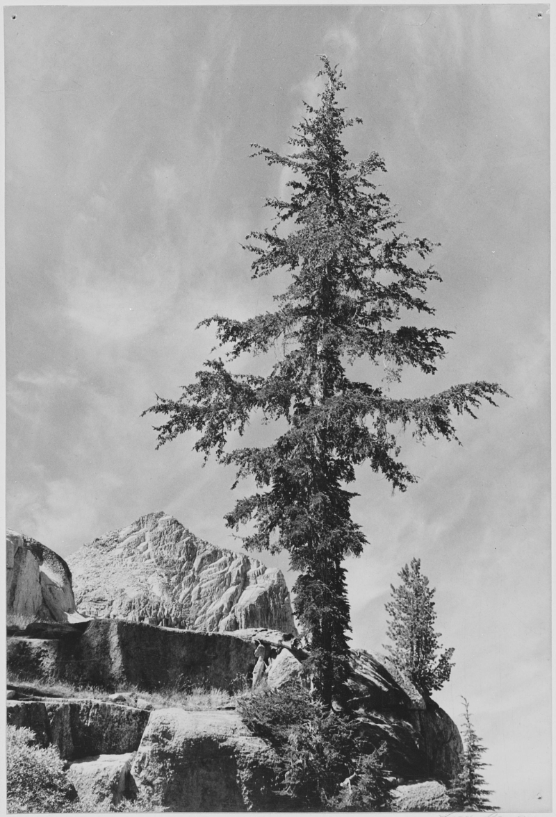 Pine tree photo by Ansel Adams