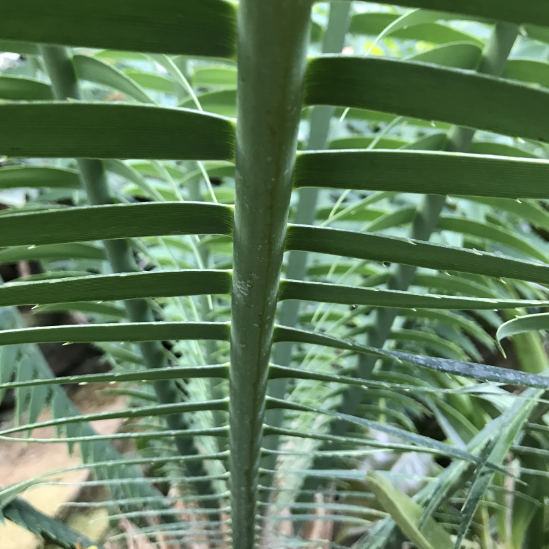 Close-up photo of plant fronds