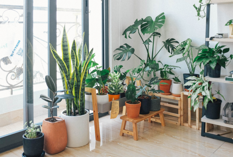 Plants framing floor to ceiling windows